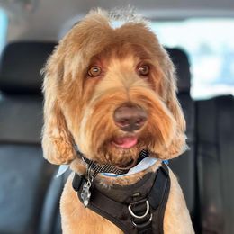 Levi - Australian Labradoodle