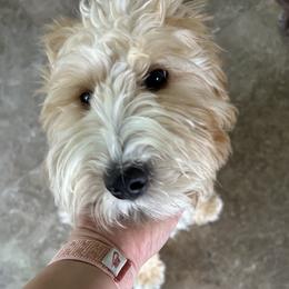 Mills - Goldendoodle