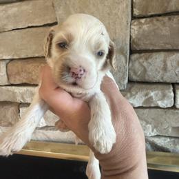 Sauvignon Blanc - Red and white female Cockapoo puppy in Connersville, Indiana from MoonShine Babies