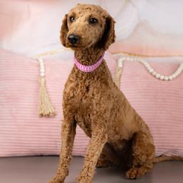 Bella - Poodle