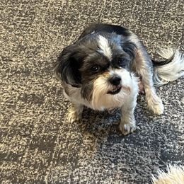 Maggie - Shih Tzu