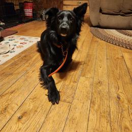 Eclipse - Black & white female Australian Shepherd puppy in Cook, Minnesota from RL Australian Shepherds