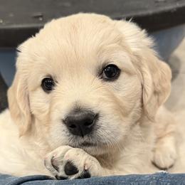 Orange - Light golden female Golden Retriever puppy in Ephrata, Pennsylvania from Goldens Retreat