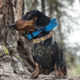 Hazel - Dachshund