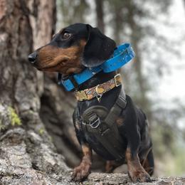 Hazel - Dachshund