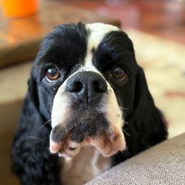 Rumor - Black and white male Cocker Spaniel puppy in Valley, Alabama from Huntcrest Cockers