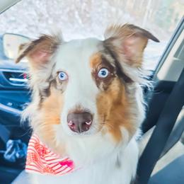 Nana - Australian Shepherd