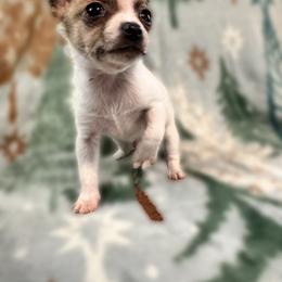 Boy 2 - male Chihuahua puppy in Richland, Washington from Northwest Paws