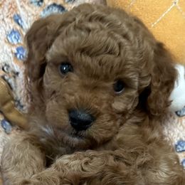 Goldendoodle Puppies from Miss Cindy’s Doodles