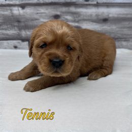 Golden Retriever Puppies from Holly Hill Kennels