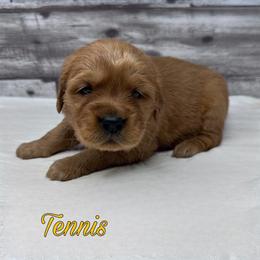 Golden Retriever Puppies from Holly Hill Kennels