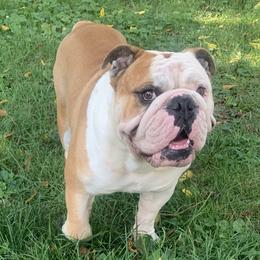 Tank  - English Bulldog
