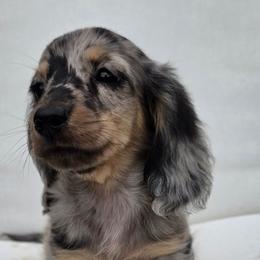 Dapple Boy - Dapple male Dachshund puppy in Woodland, Washington from SJs Dachshunds