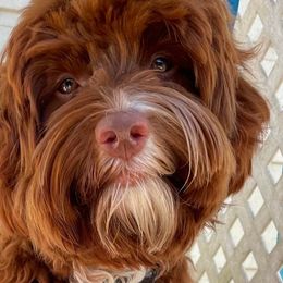 Rusty - Australian Labradoodle