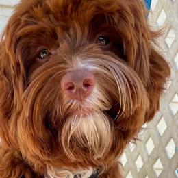 Rusty - Australian Labradoodle