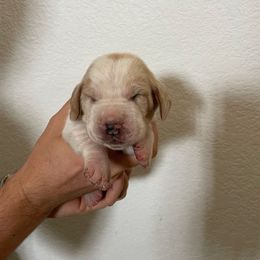 James - Lemon and white male Basset Hound puppy in California from Happy Hills Bassets