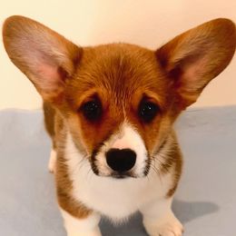 Denton - Red male Pembroke Welsh Corgi puppy in Springtown, Texas from OneLove Corgi