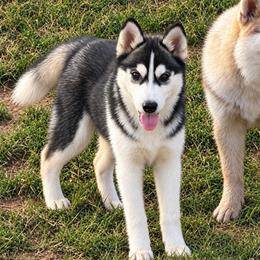 Splash - Black and white female Siberian Husky puppy in Loudon, Tennessee from Kristari Siberians
