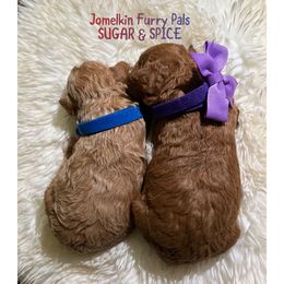Poodle puppies from Jomelkin Furry Pals