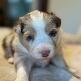 Ranger - Red merle male Australian Shepherd puppy in Yelm, Washington from Country Rose Australian Shepherds