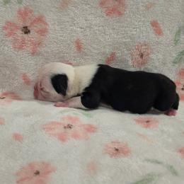 Girl 1 - Black brindle and white female Boston Terrier puppy in Gibson City, Illinois from Quinn's Kennels