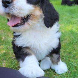 Bernedoodle and Bernese Mountain Dog Puppies from NW Bernedoodles of Washington