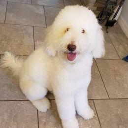 Lucy - Labradoodle