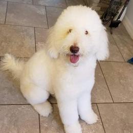 Lucy - Labradoodle