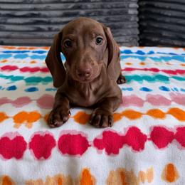 Francis - Chocolate and tan male Dachshund puppy in Waycross, Georgia from Southern Paws