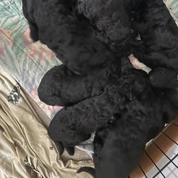 Lola - Black female Goldendoodle puppy in Somerset, New Jersey from Yabba Dabba Doodles