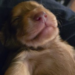 Dachshund Puppies from Tumbleweed Dachshunds