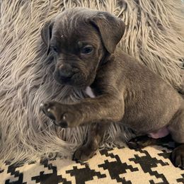 Boy 2 - Gray brindle Cane Corso puppy in Granbury, Texas from Revolutions Kennel