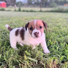 Buck - White and tan male Russell Terrier puppy in Valley Mills, Texas from Bar Rafter C Shorty Jacks