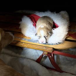 Dude - Red male Pembroke Welsh Corgi puppy in Delton, Michigan from CorGizmo