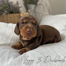 Lily - Chocolate and tan female Dachshund puppy in Karnes County, Texas from Lazzy Z Dachshunds