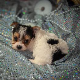 Bruno - Parti male Yorkshire Terrier puppy in Calhoun, Georgia from Peach State Yorkies
