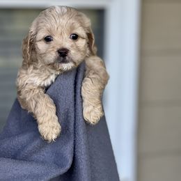 Cockapoo Puppies from East St. Poodles & Doodles