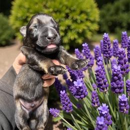 Boy 5 - Sable male German Shepherd puppy in Oakland, Oregon from VHM German Shepherds