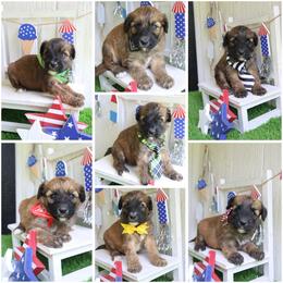 6 boy - Wheaten male Whoodle puppy in Smallett, Missouri from Leshas Whoodles