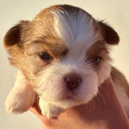 CKC Susie - Chocolate and tan female Shih Tzu puppy in Skipperville, Alabama from Nay Nay’s Babies