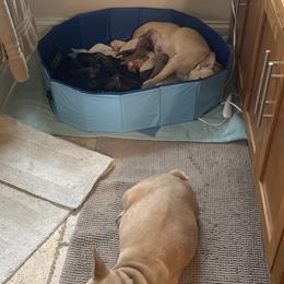French Bulldogs from Kayser Farm