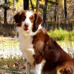 KELSEY - Miniature American Shepherd