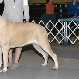 Bulldogs and Mastiffs from Rosehill Mastiffs & Bulldogs
