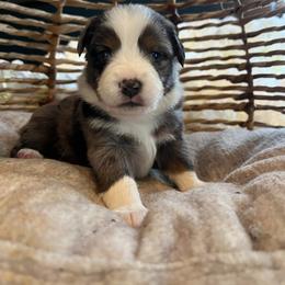 Australian Mountain Doodle and Miniature American Shepherd Puppies from Little Loves Farm