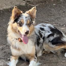 Cherokee - Border Collie