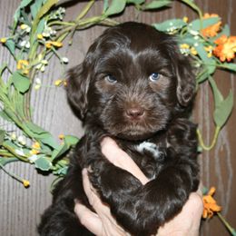 Australian Labradoodle Puppies from Windsor Creek Labradoodles