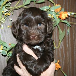 Australian Labradoodle Puppies from Windsor Creek Labradoodles