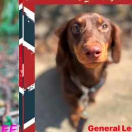 Cockapoos and Dachshunds from MoonShine Babies