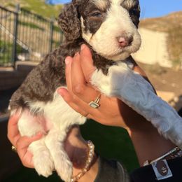 Custard - Poodle puppy from Garden Of Poodles