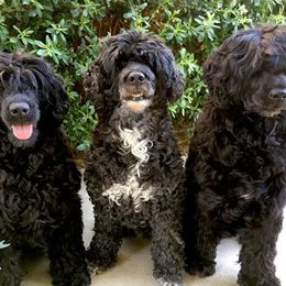 Portuguese Water Dog All Grown Up from True North